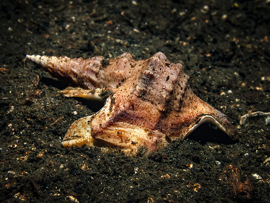 Aporrhais pespelecani